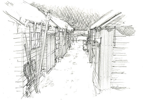 やまとなでしこ