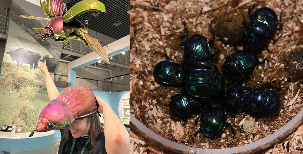 左：“うんこ虫” 「オオセンチコガネキャップ」 右：オオセンチコガネの生体展示 