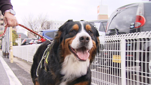 寿望（じゅの） きょうのわんこ 写真1