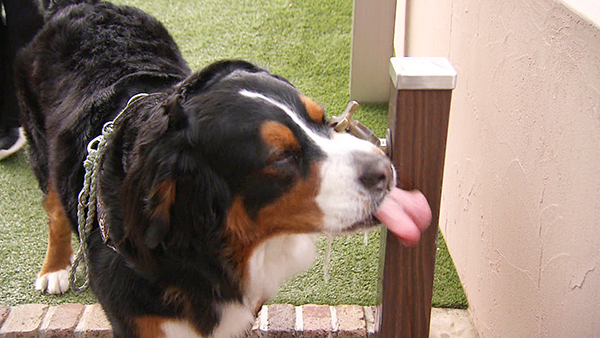 寿望(じゅの) きょうのわんこ 写真3