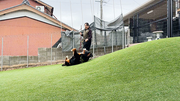 寿望(じゅの) きょうのわんこ 写真4