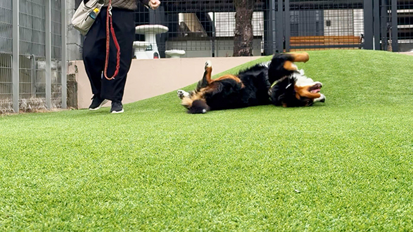 寿望(じゅの) きょうのわんこ 写真5