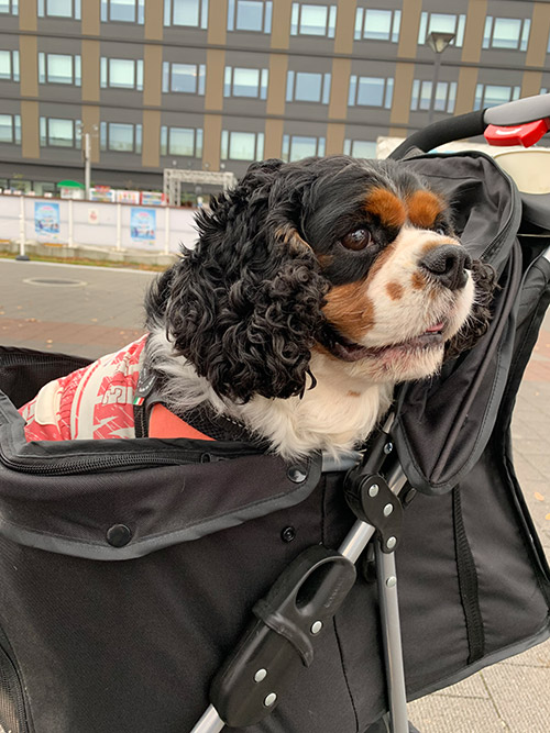 田中 梓沙 Azusa TANAKA