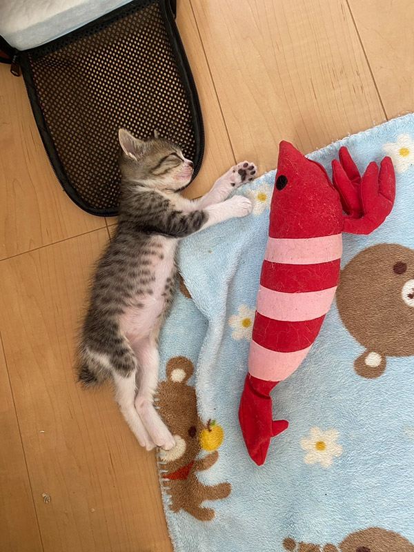 戸田 晴登 Haruto TODA