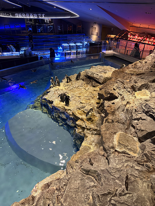 岡崎 隼士 Hayato OKAZAKI