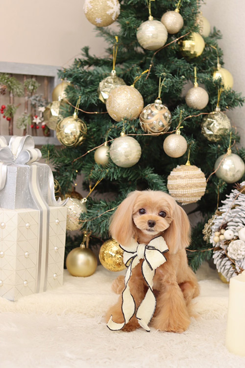 吉岡 希 Nozomu YOSHIOKA