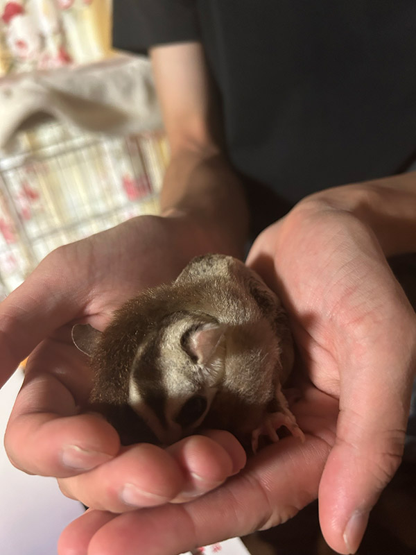 三宅 星南 Sena MIYAKE