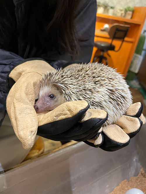 樋口 新葉 Wakaba HIGUCHI